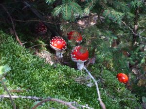 Mushroom gifts under the tree
