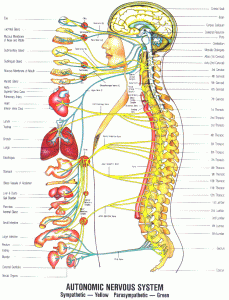 Image of the Autonomic Nervous System, borrowed from http://galbraithchiropractic.com/